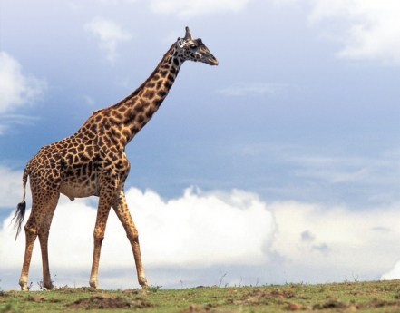 Girafa deve estar na lista de animais em extinção dos EUA, diz pedido